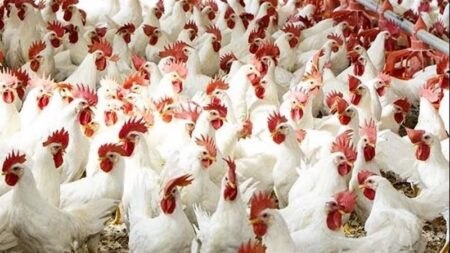 الكيلو مرشح للانخفاض.. شعبة الدواجن تكشف الأسباب