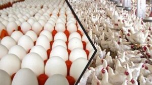 البيض والدواجن، بوابة النافذة