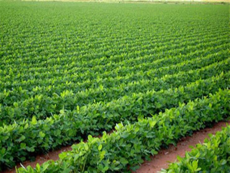 التحول الرقمي يدفع الزراعة للنمو.. صادرات الخضر والفاكهة المصرية تسجل 9.5 مليون طن لأول مرة التحول الرقمي يدفع الزراعة للنمو.. صادرات الخضر والفاكهة المصرية تسجل 9.5 مليون طن لأول مرة