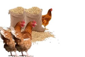 الأعلاف اليوم، بوابة النافذة