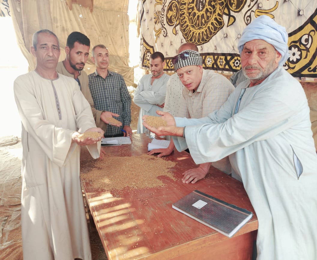 شون البنك الزراعي المصري تستقبل 277 ألف طن خلال الشهر الأول لموسم توريد القمح المحلي