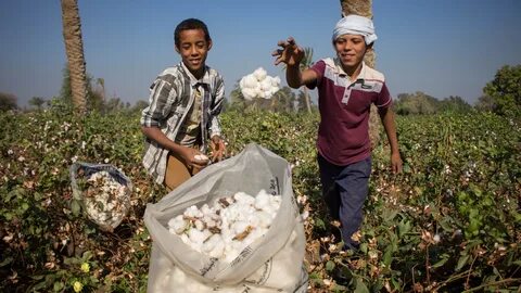 القطن في مصر، بوابة النافذة