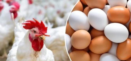 فراخ وبيض ,بوابة النافذة