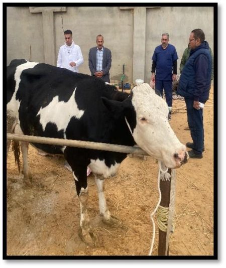 بالصور..الطب البيطري بشمال سيناء يواصل جهوده في التحصين والرعاية والرقابة لحماية الثروة الحيوانية