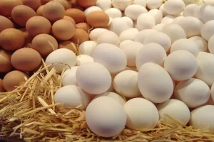  أسعار الدواجن والبيض اليوم الإثنين 26 مايو