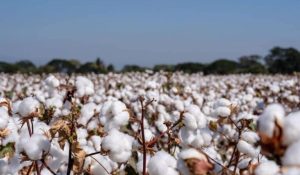 عاجل| "الزراعة" تتابع الاستعداد المبكر لزراعة القطن بكفر الشيخ