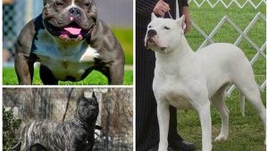 الحيوانات تخطف الأنظار في حديقة الحيوان ثاني أيام العيد الحيوانات تخطف الأنظار في حديقة الحيوان ثاني أيام العيد