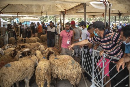 وزارة التموين: مصر تطرح أضاحي العيد بأسعار مخفضة