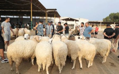 كيف تختار أضحيتك؟ نصائح لضمان شراء صحي وسليم مع اقتراب عيد الأضحى المبارك