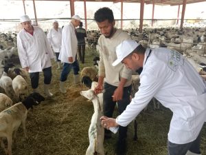 رسالة شكر من السلطات السعودية للبعثة البيطرية المصرية