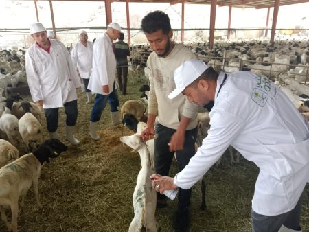 رسالة شكر من السلطات السعودية للبعثة البيطرية المصرية