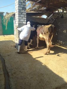 تحصين الأبقار والجاموس