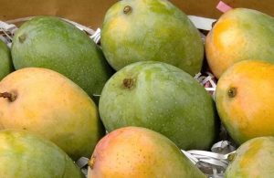 أسعار المانجو.. ننشر سعر الكيلو للمستهلك والعويس في الطالع