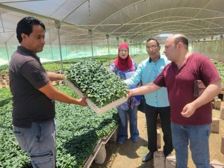 الزراعة: تصدير أكثر من 437 ألف شتلة فاكهة وفراولة خلال يوليو