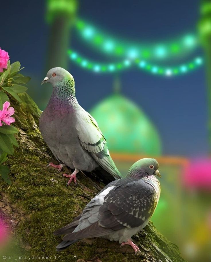 في ذكرى مولد النبي.. أجمل 10 رسائل وصور تهنئة بالمولد النبوي الشريف للأهل والأصدقاء