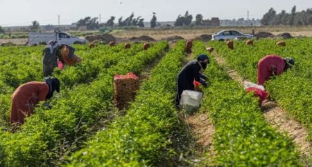 تطوير الإنتاج الزراعي، النافذة الإخبارية