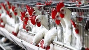 الدواجن، النافذة الإخبارية