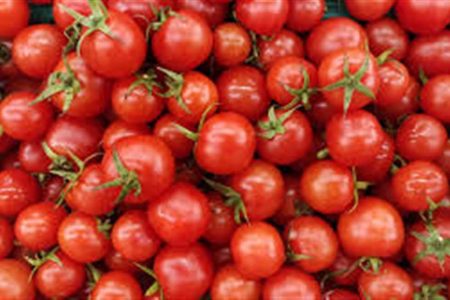 تحذيرات من ارتفاع أسعار الطماطم إلى 20 جنيها للكيلو قبل رمضان