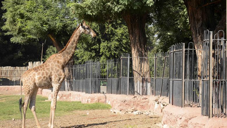 الافتتاح الرسمي لحديقة الحيوان بالجيزة.. الموعد النهائي بفرمان من الزراعة