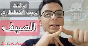 دكتور لطفي أحمد يحذر من طاعون القطط ويوضح بروتوكول الوقاية والعلاج المبكر