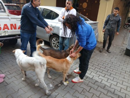 الزراعة تطلق حملة قومية ضد الحمى القلاعية وتوسع تحصين وتعقيم كلاب الشوارع