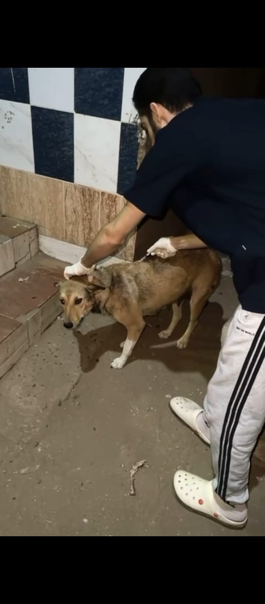 الزراعة تطلق حملة قومية ضد الحمى القلاعية وتوسع تحصين وتعقيم كلاب الشوارع