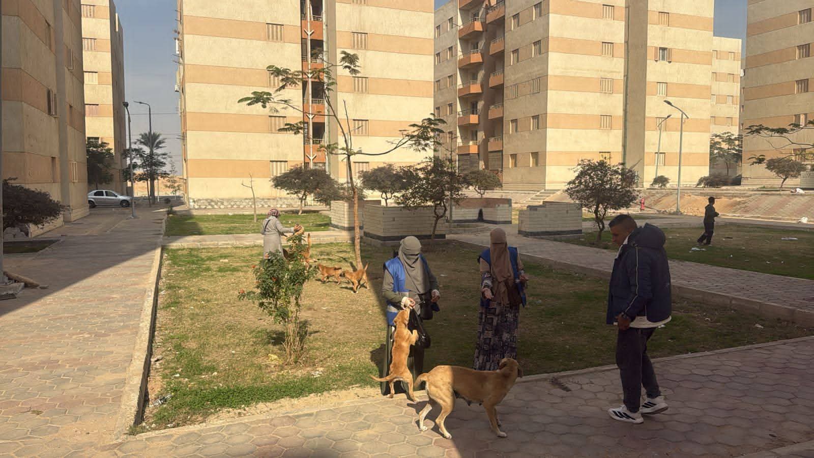 الزراعة تطلق حملة قومية ضد الحمى القلاعية وتوسع تحصين وتعقيم كلاب الشوارع