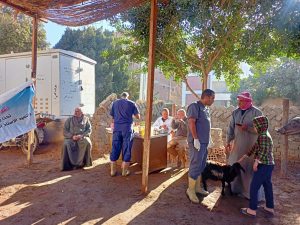 الزراعة تفحص 1600 رأس ماشية لدعم صغار المربين في بني سويف