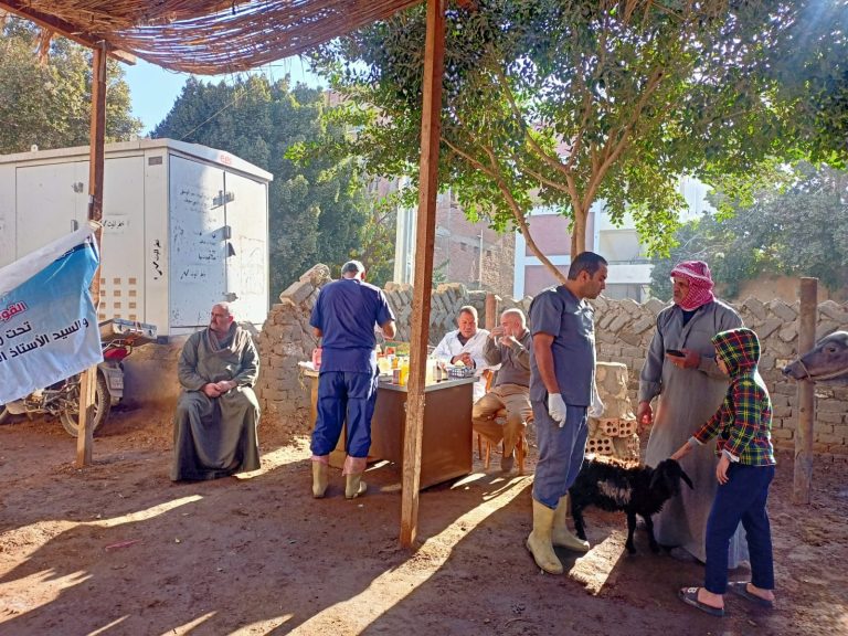 الزراعة تفحص 1600 رأس ماشية لدعم صغار المربين في بني سويف