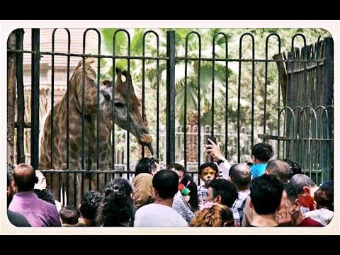 لن تفتتح في عيد الفطر.. الموعد الجديد لافتتاح حديقتي الحيوان والأورمان